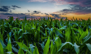 国家区试检测出37个玉米仿制品种